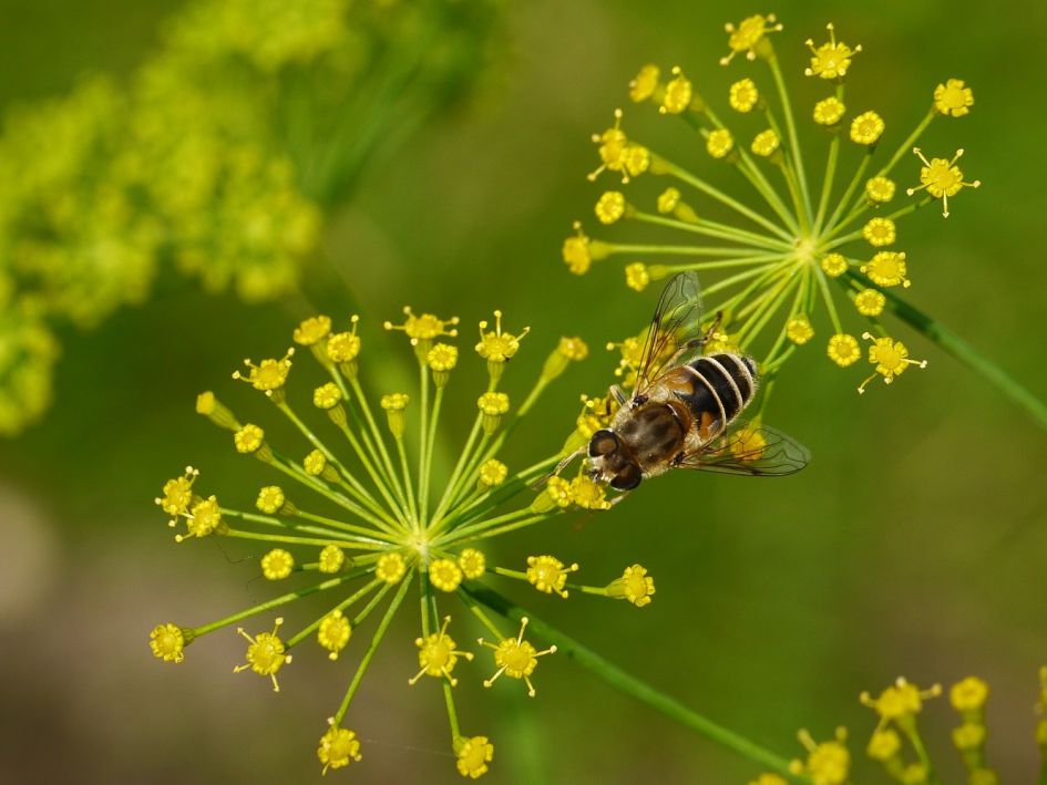 Wie weet welke zweefvlieg dit is?